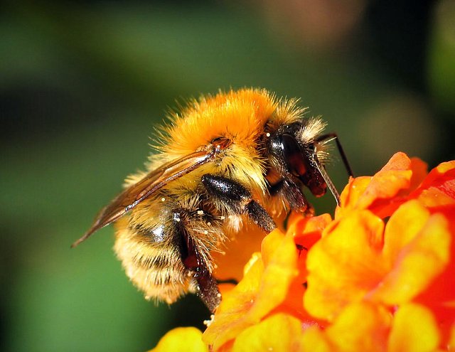 Bombus humilis