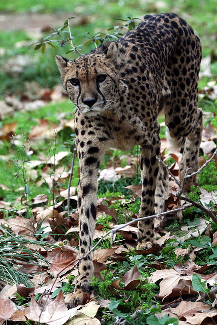 Zoo de Barcelona 27-11-2010 1105 Zoo de Barcelona 27-11-2010 1105