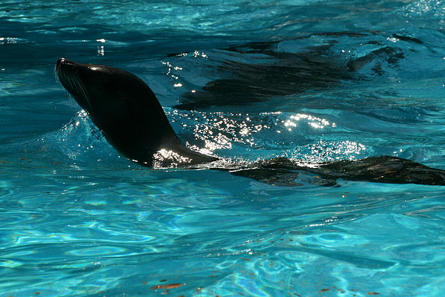 Zoo de Barcelona 03-04-11 293 Zoo de Barcelona 03-04-11 293