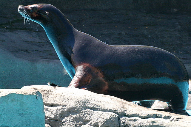 Zoo de Barcelona 03-04-11 177 Zoo de Barcelona 03-04-11 177