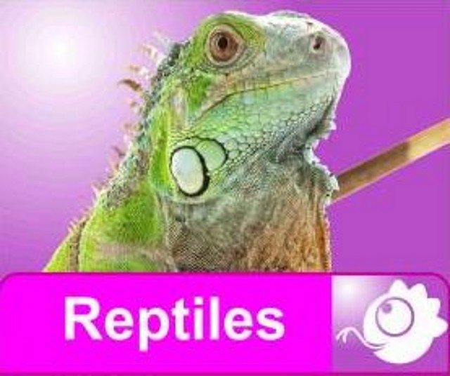 reptiles web