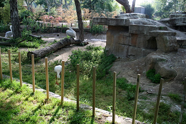 Zoo de Barcelona 12-04-11 279 Zoo de Barcelona 12-04-11 279