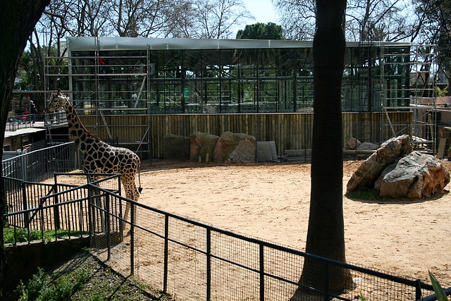 Zoo de Barcelona 13-03-11 425 Zoo de Barcelona 13-03-11 425