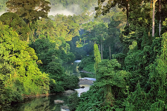 El interior de la selva de la ecorregi 2