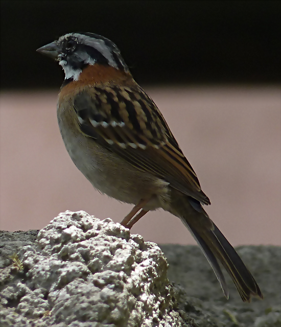 Zonotrichia capensis (1-10-23 Zoo de Quito, wild, det yo) Zonotrichia capensis (1-10-23 Zoo de Quito, wild, det yo)