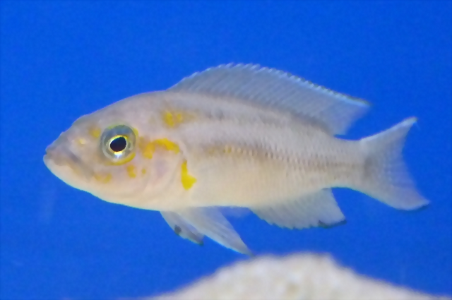Neolamprologus falcicula (5-8-17 Zoo Zajac, det as N. cygnus) Neolamprologus falcicula (5-8-17 Zoo Zajac, det as N. cygnus)