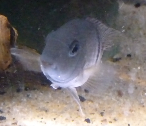 Hypsophrys nematopus (5-8-17 Zoo Zajac, det as Neetroplus n.) Hypsophrys nematopus (5-8-17 Zoo Zajac, det as Neetroplus n.)