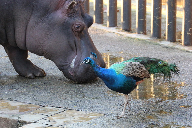 Zoo Barcelona 29-11-11 097 Zoo Barcelona 29-11-11 097