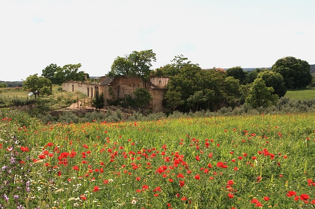 copia cortijada olvera 1