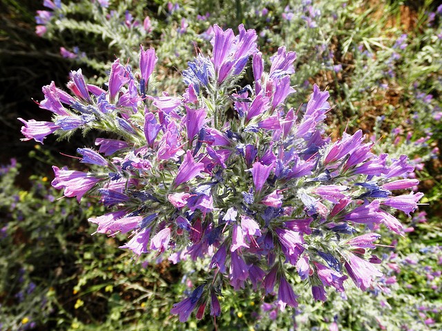 004, flores en el juncal