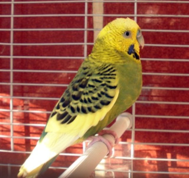 Pablo 1 Pablo 1