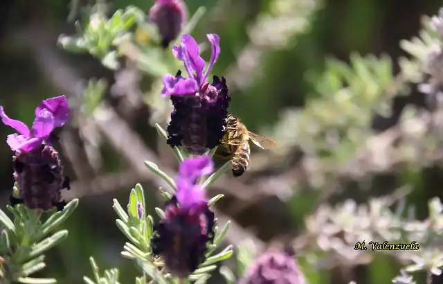 21, abeja, marca