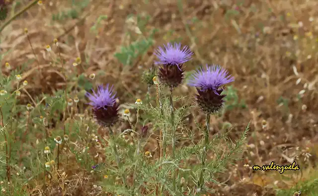 27, detalle del paisaje, marca