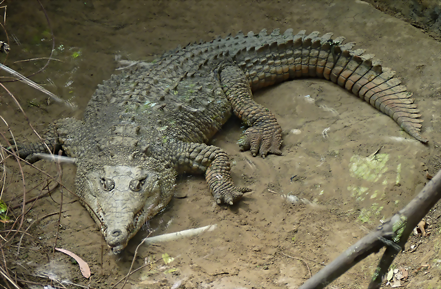 Crocodylus acutus 2 (7-10-23 Bioparque Amaru) Crocodylus acutus 2 (7-10-23 Bioparque Amaru)
