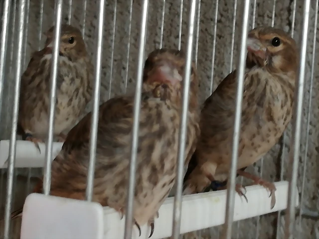 pardillos criados a jeringa