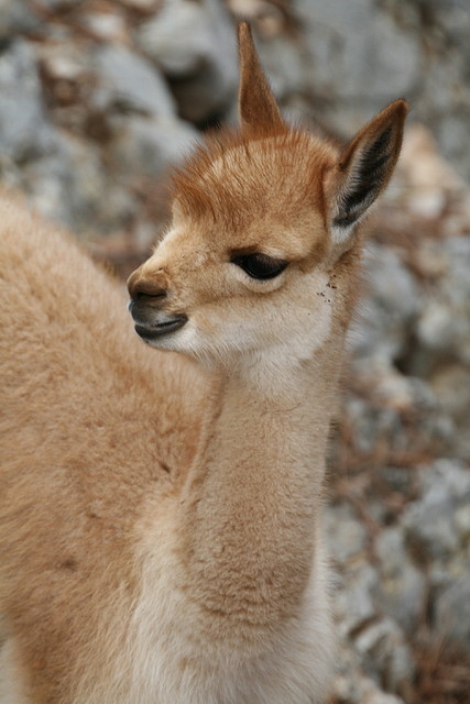Zoo Lunaret + Sigean 18 i 19-09-10 938 Zoo Lunaret + Sigean 18 i 19-09-10 938