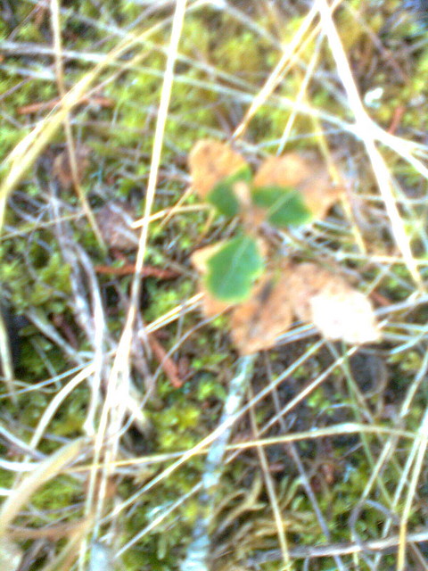 Imagem0220 Imagem0220
