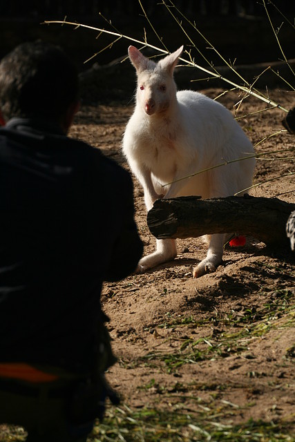 Zoo de Barcelona 08-01-2011 194 Zoo de Barcelona 08-01-2011 194