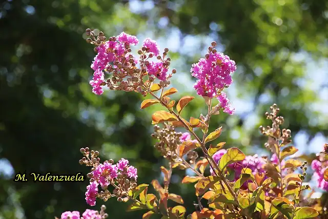 01,  pz de la igleisia, marca