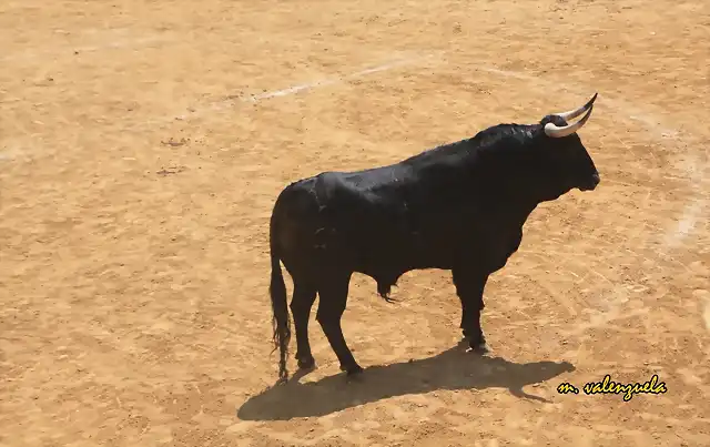 046, el toro en la plaza 3, marca