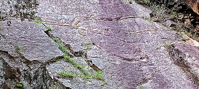 Huellas f?siles en las rocas de un gusano marino gigante