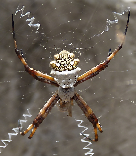 Argiope argentata 1 (1-10-23 Zoo de Quito, wild) Argiope argentata 1 (1-10-23 Zoo de Quito, wild)
