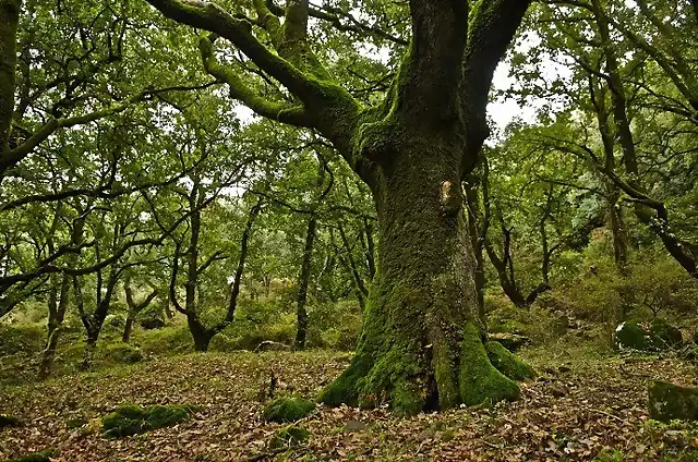 parque de los alcornocales