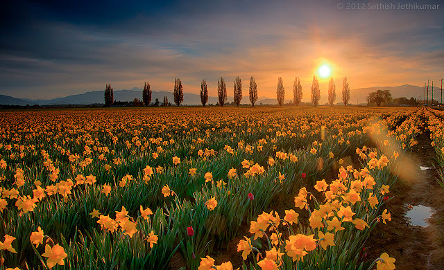 Endless Daffodils