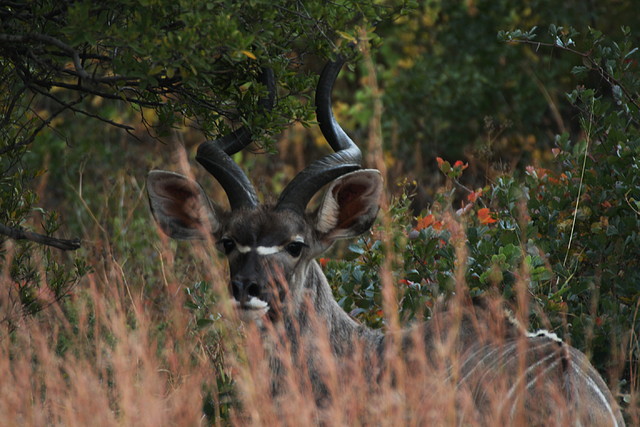 Suikerbosrand Nature Reserve 9-05-09 062 Suikerbosrand Nature Reserve 9-05-09 062