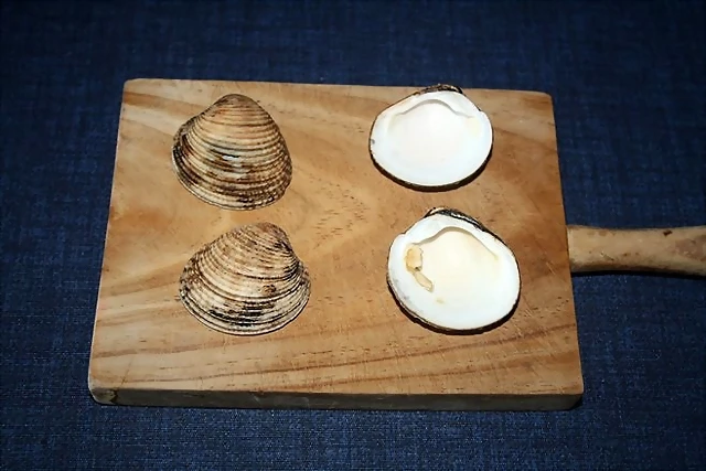 Conchas de escupiñas Conchas de escupiñas