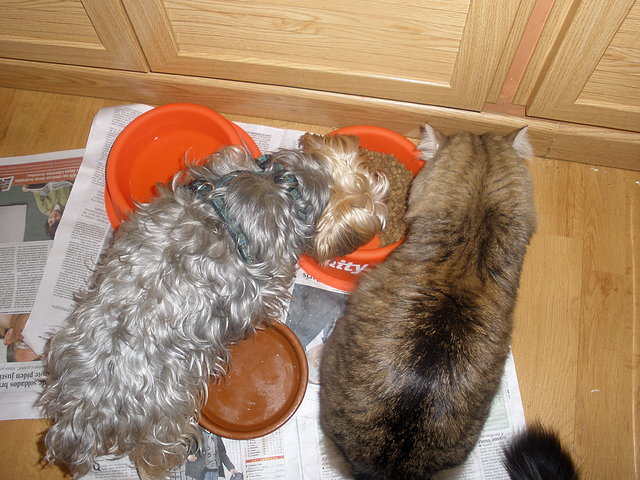 maya y garfi comiendo juntos