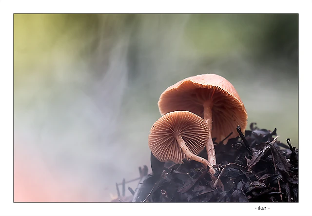 _MG_2426-Editar _MG_2426-Editar