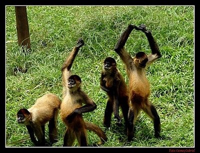 Monos-bailando