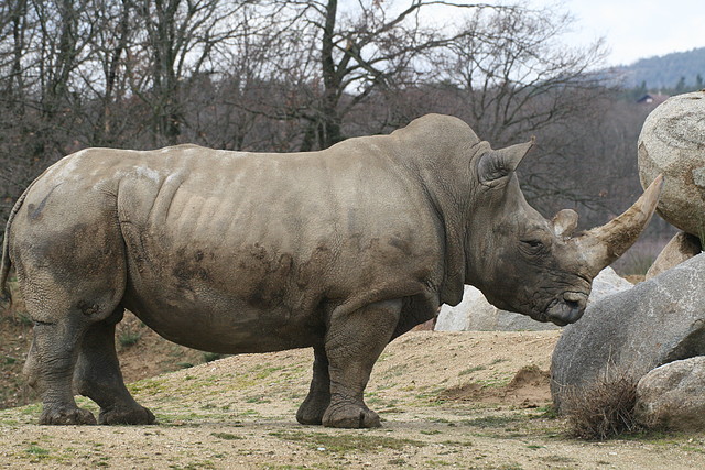 Zoo Lyon + Safari Peaugres febrer 2011 863 Zoo Lyon + Safari Peaugres febrer 2011 863