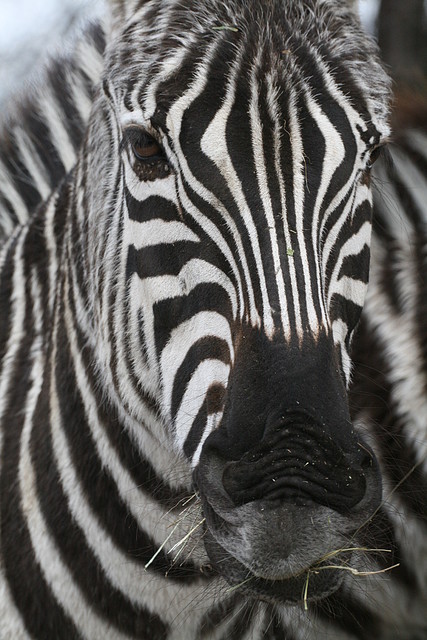 Zoo Lyon + Safari Peaugres febrer 2011 880 Zoo Lyon + Safari Peaugres febrer 2011 880