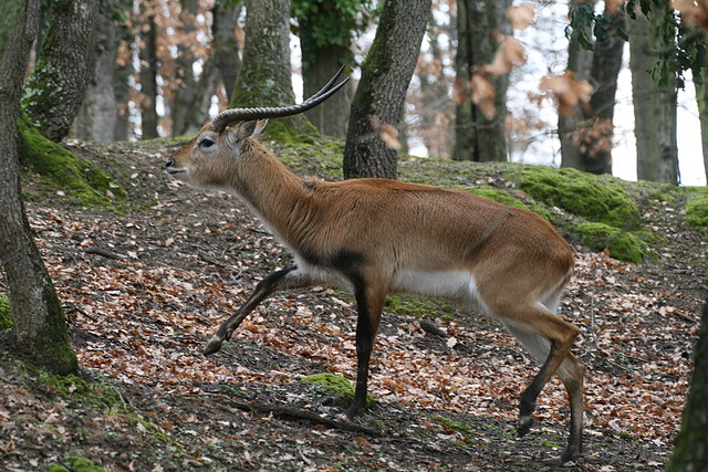 Zoo Lyon + Safari Peaugres febrer 2011 837 Zoo Lyon + Safari Peaugres febrer 2011 837