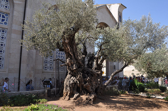 olivo getsemani