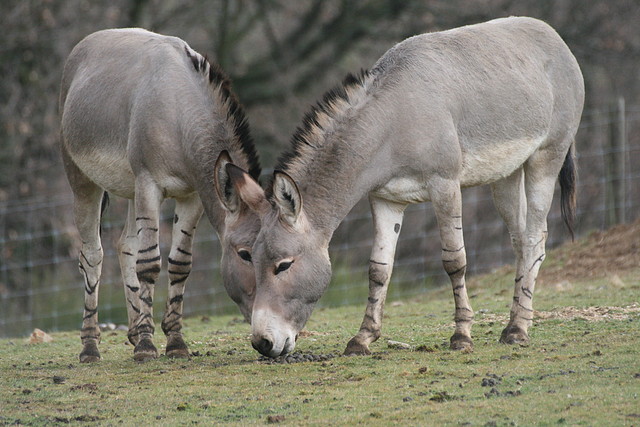 Zoo Lyon + Safari Peaugres febrer 2011 647 Zoo Lyon + Safari Peaugres febrer 2011 647