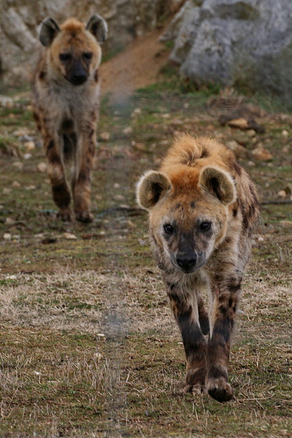 Zoo Lyon + Safari Peaugres febrer 2011 670 Zoo Lyon + Safari Peaugres febrer 2011 670
