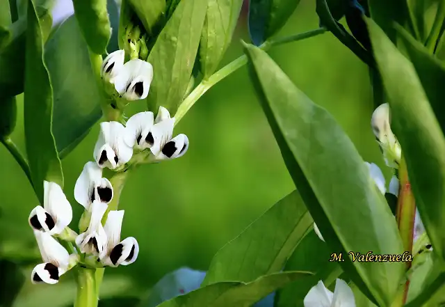 04, flor de las habas, marca