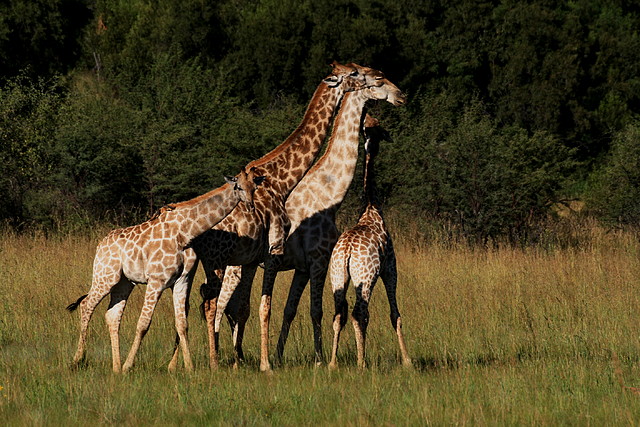 Pilanesberg National Park 30-3-09 287 Pilanesberg National Park 30-3-09 287