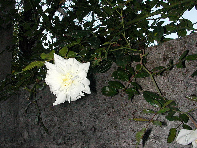 DSCN7961 DSCN7961