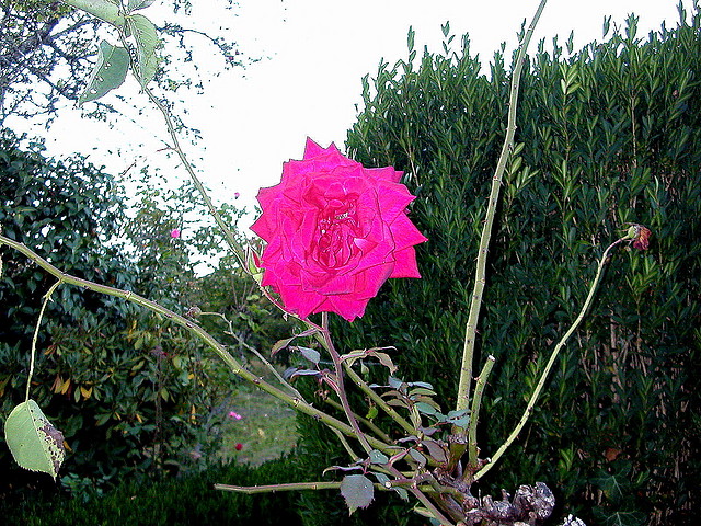 DSCN7964 DSCN7964