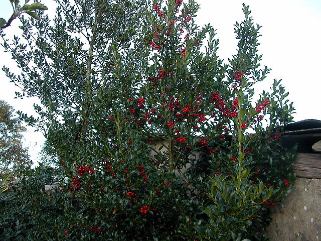 DSCN7968 DSCN7968