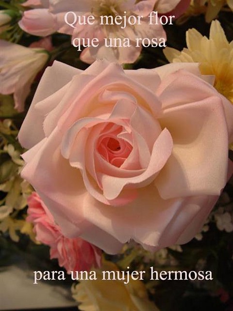 Rosa-1mujer