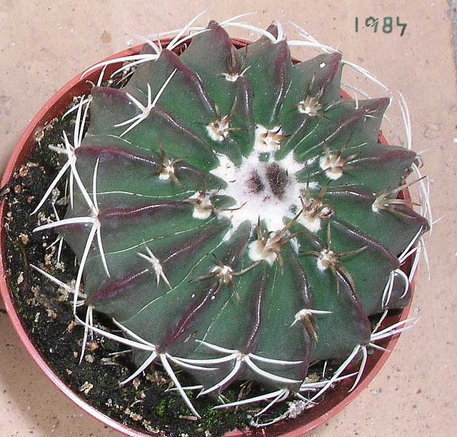 Parodia sellowii tephracantha