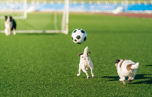 perros-alegres-jugando-al-f?tbol