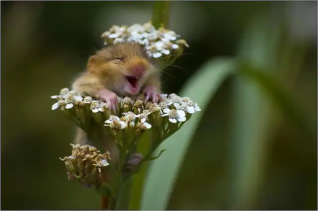 ratoncito feliz