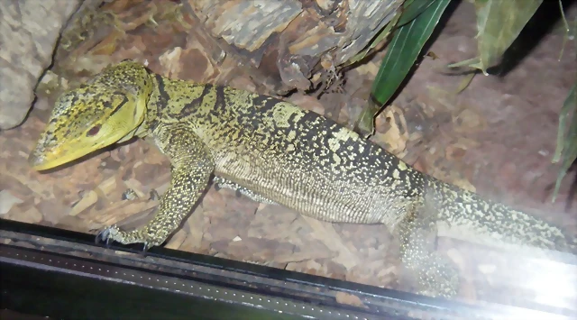 Varanus olivaceus (2-7-16 Zoo de San Diego) Varanus olivaceus (2-7-16 Zoo de San Diego)