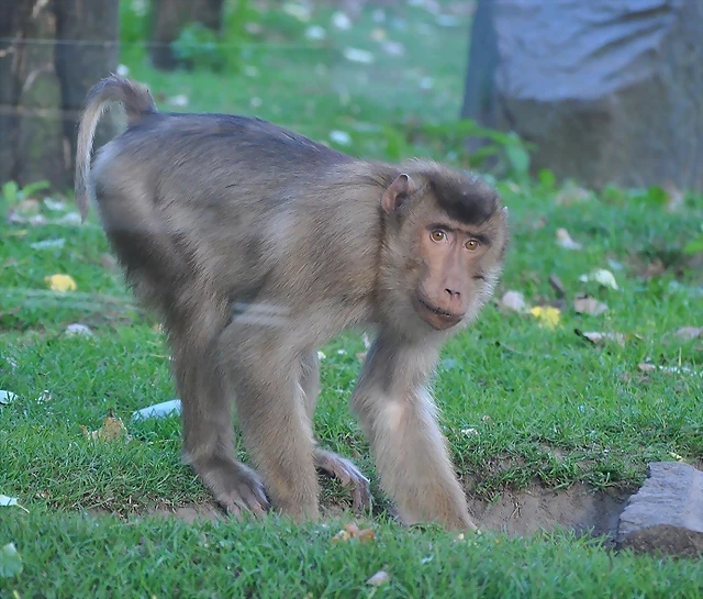 MACACO COLA DE CERDO, Macaca nemestrina